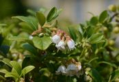 Cowberry - Vaccinium vitis-idaea L.