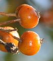 Sorbus latifolia (Breitblättrige Mehlbeere) - Früchte