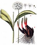 Allermannsharnisch - Allium victorialis L. 