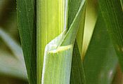 Oat - Avena sativa L.