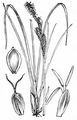 Lesser Tufted-Sedge - Carex cespitosa L. 