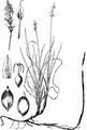 Weak Arctic Sedge - Carex supina Wahlenb. 