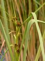 Great Fen-Sedge - Cladium mariscus (L.) Pohl