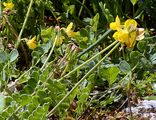 Small Scorpion Vetch - Coronilla vaginalis Lam.