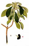 Lorbeer-Seidelbast - Daphne laureola L. 