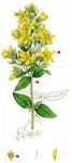 Behaartes Johanniskraut - Hypericum hirsutum L. 