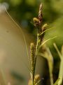 Kanten-Segge - Carex acuta L.