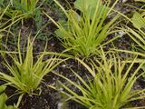Brown Galingale - Cyperus fuscus L.
