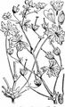 Dove's-Foot Crane's-Bill - Geranium molle L.