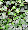 Ivy - Hedera helix L.