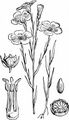 Flax - Linum usitatissimum L.