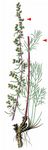 Feld-Beifuß - Artemisia campestris L. 