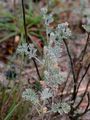 Sea Wormwood - Artemisia maritima L.