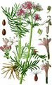 Valeriana officinalis - Arznei-Baldrian (Caprifoliaceae)