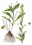 Traubiges Habichtskraut - Hieracium racemosum Willd. 