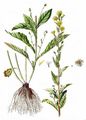  - Hieracium racemosum Willd.