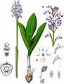 Military Orchid - Orchis militaris L.