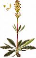 Moor-King - Pedicularis sceptrum-carolinum L.