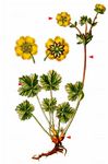 Zottiges Fingerkraut - Potentilla crantzii (Crantz) Fritsch 