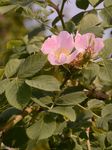 Falsche Heckenrose - Rosa subcollina (Christ) Vuk. 