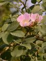 False Hedge Rose - Rosa subcollina (Christ) Vuk.