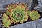 Dach-Hauswurz - Sempervivum tectorum L.