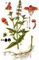Marsh Woundwort - Stachys palustris L.