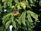 Horse-Chestnut - Aesculus hippocastanum L.