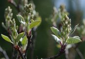 Low Juneberry - Amelanchier spicata (Lam.) K. Koch