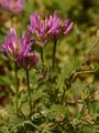  - Astragalus onobrychis L.