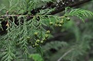 Sawara Cypress - Chamaecyparis pisifera (Siebold & Zucc.) Endl.