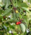 Cornelian-Cherry - Cornus mas L.