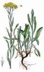 Sand-Strohblume - Helichrysum arenarium (L.) Moench 