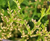 Juniperus sabina: Zweige mit männliche Blüten