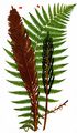 Ostrich Fern - Onoclea struthiopteris (L.) Roth