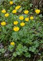 Berg-Hahnenfuß - Ranunculus montanus Willd.