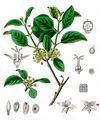 Buckthorn - Rhamnus cathartica L.