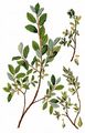 Alpine Willow - Salix glabra Scop.
