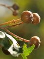 Wild Service-Tree - Sorbus torminalis (L.) Crantz