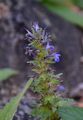 Genfer Günsel - Ajuga genevensis L.