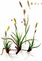 Carnation Sedge - Carex panicea L. 