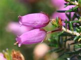 Graue Heide - Erica cinerea L.