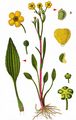 Lesser Spearwort - Ranunculus flammula L.