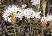 Labrador Tea - Rhododendron tomentosum Harmaja