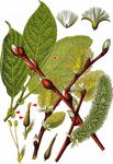 Sal-Weide - Salix caprea L. 