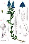 Österreichischer Ehrenpreis - Veronica austriaca L. 