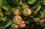 Malus sylvestris (Holz-Apfel) - Früchte