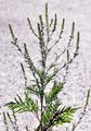 Beifußblättrige Ambrosie - Ambrosia artemisiifolia L.