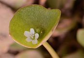 Gewöhnliches Tellerkraut - Claytonia perfoliata Willd.