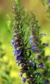 Hyssop - Hyssopus officinalis L.